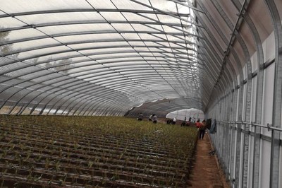 溫室大棚后墻的保暖處理 構筑高效保溫屏障的關鍵策略